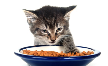 ALIMENTACIÓN