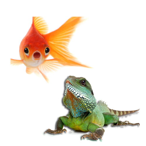 PECES Y REPTILES