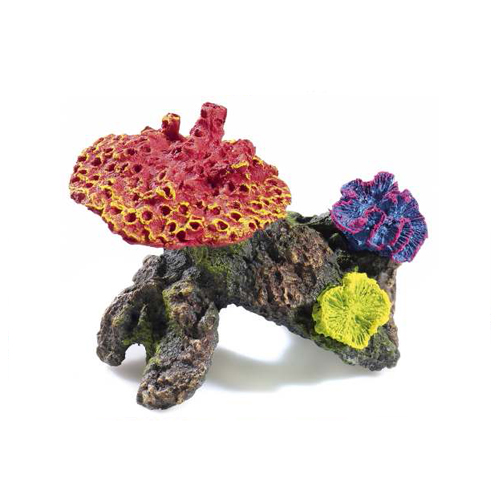 Coral pequeño