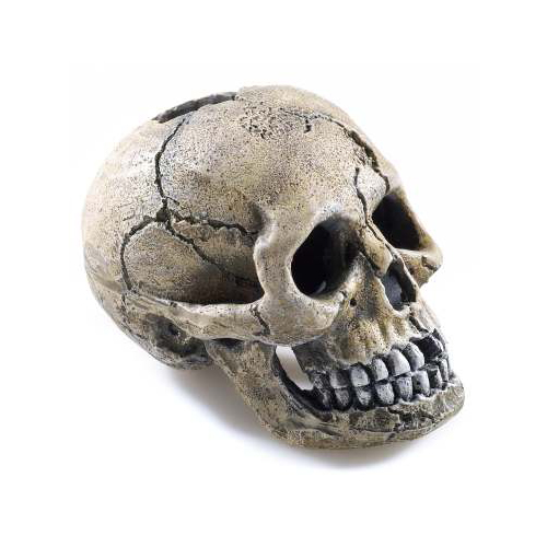 Calavera para acuario