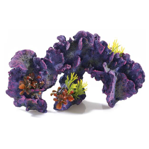 Coral