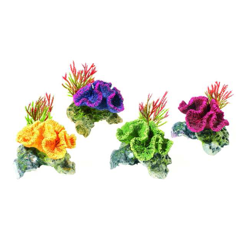 Coral Plantas