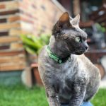 Collar Gato Nigiri Dukier - Imagen 2