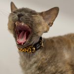 Collar Gato Animal print Dukier - Imagen 2