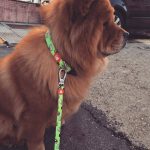 Collar Nigiri Dukier T1 - Imagen 2
