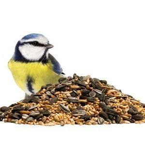 ALIMENTACION PÁJAROS