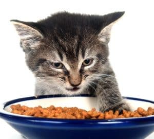 ALIMENTACIÓN