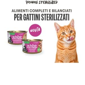 LATAS GATITOS ESTERELIZADOS de 6-18 MESES